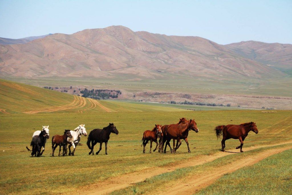 Mongolian horses