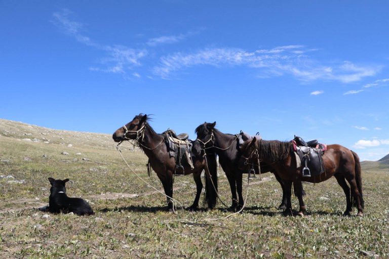 Mongolian Horses or Horses of Mongolia