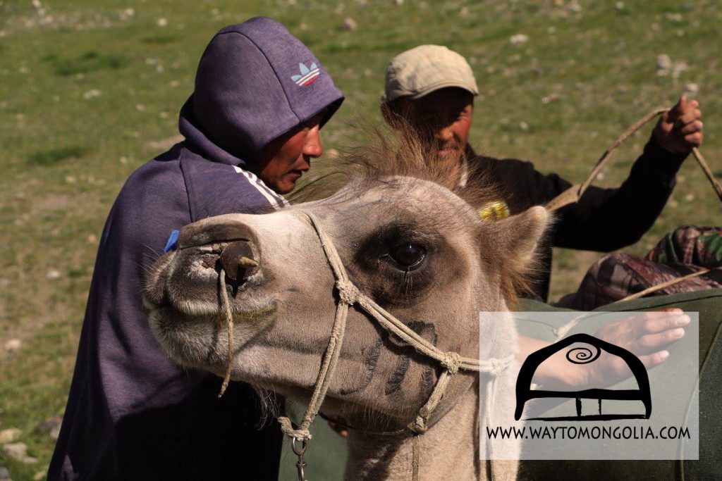 Photos of Mongolia