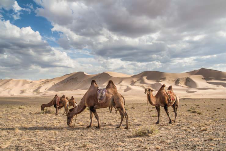 Gobi desert tours in Mongolia