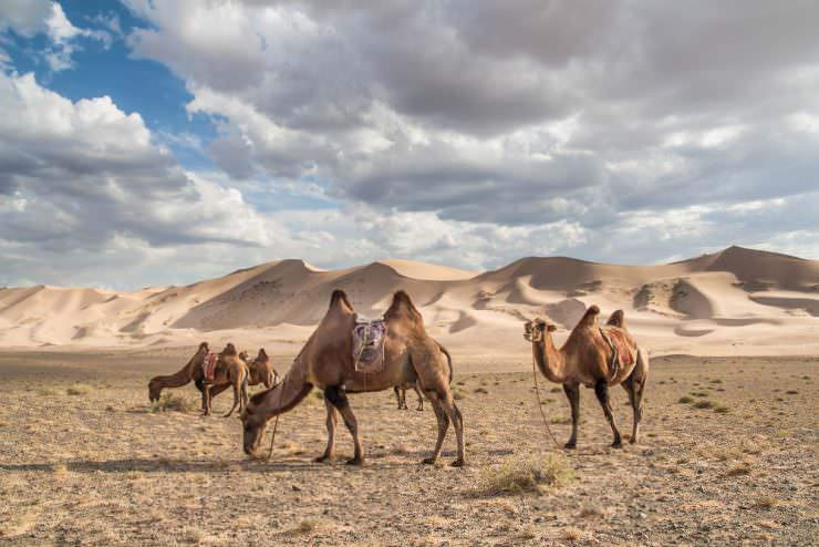 Gobi desert in Mongolia