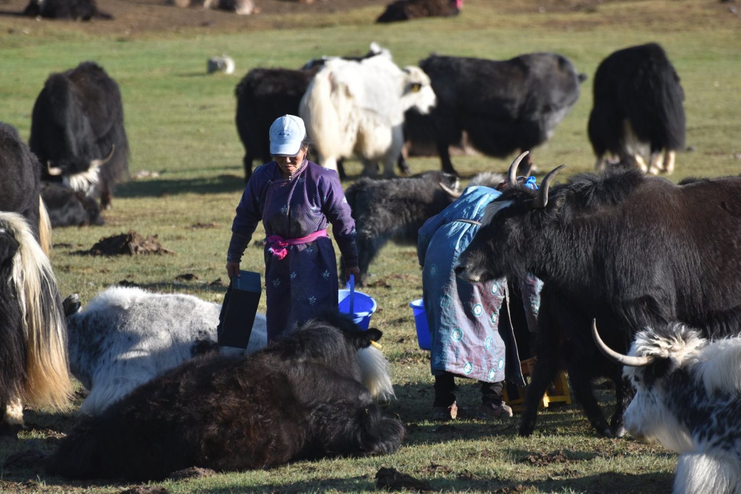 Vacation in Mongolia