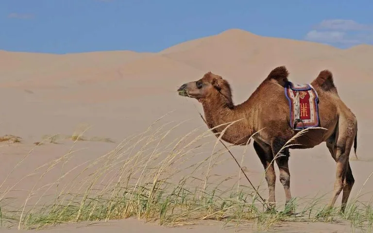 Mongolia tours