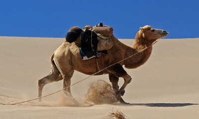 gobi desert tours in mongolia