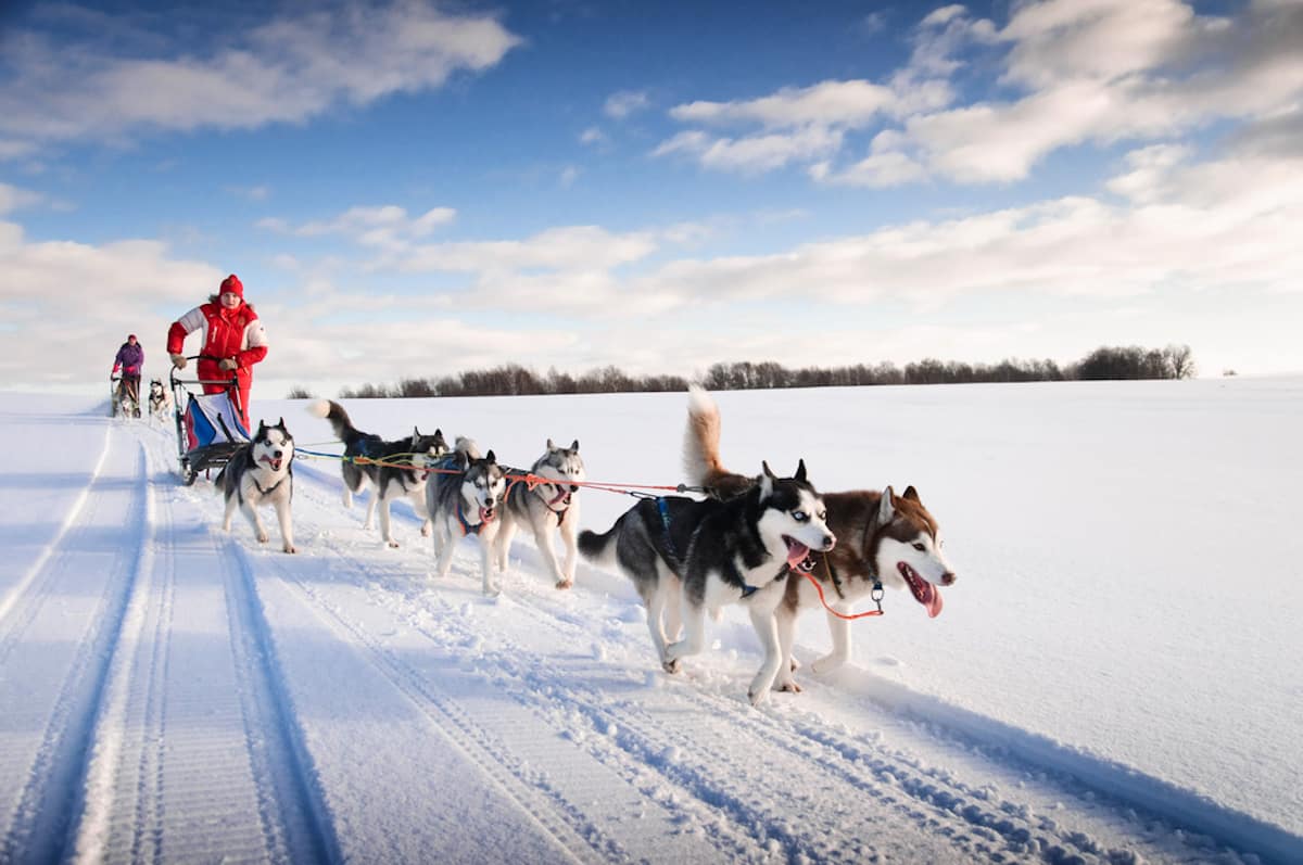 Dog sledding tour in Mongolia Mongolia tours