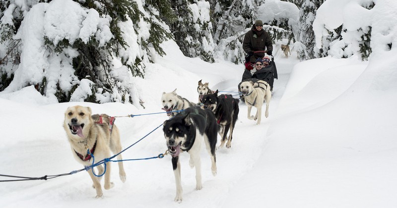 Dog sledding tour in Mongolia