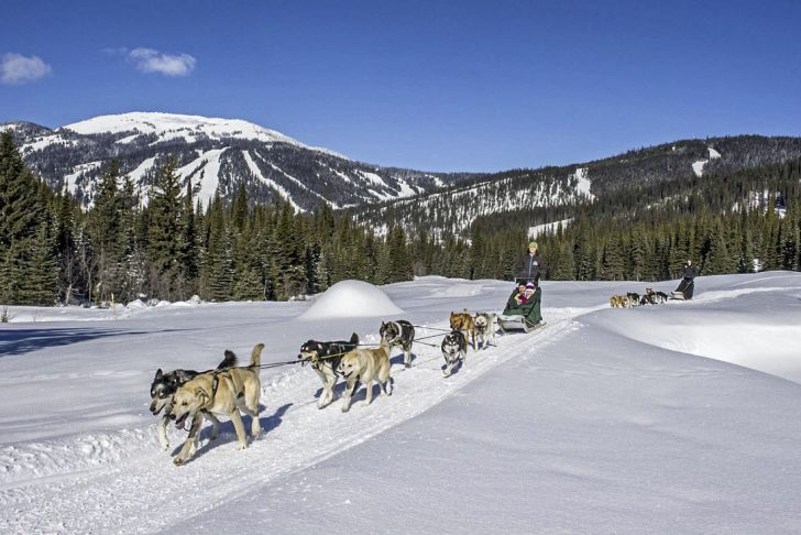 Dog sledding tour in Mongolia
