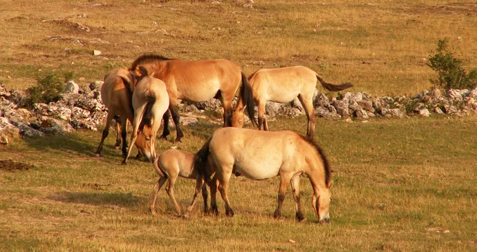 Takhi (Khustain nuruu national park)