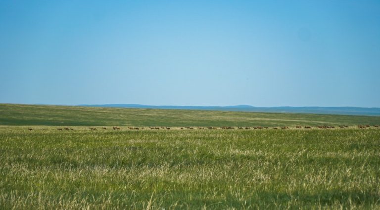 The Menen Steppe or Menengiin tal