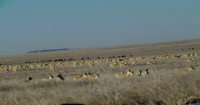 Toson-Khulstai Biosphere Reserve in Mongolia