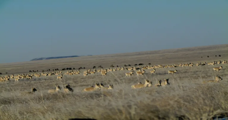 Toson-Khulstai Biosphere Reserve, Mongolia