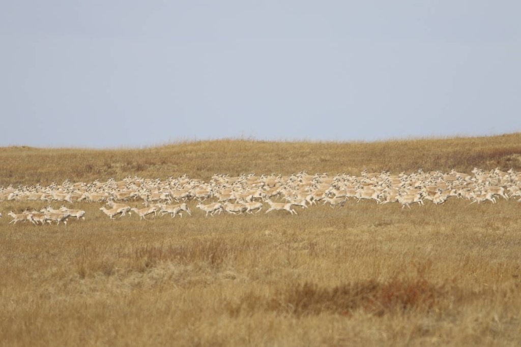 Toson-Khulstai Biosphere Reserve, Mongolia