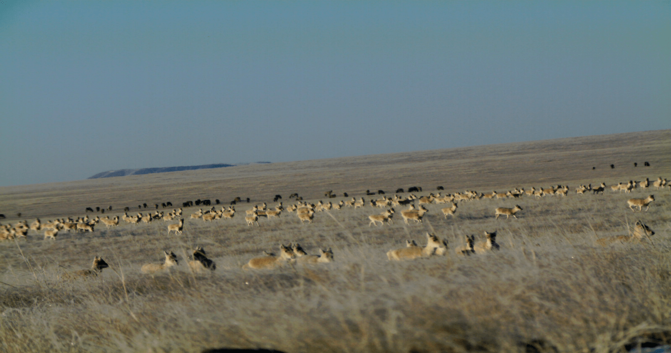 Toson-Khulstai Biosphere Reserve in Mongolia | Mongolia tours