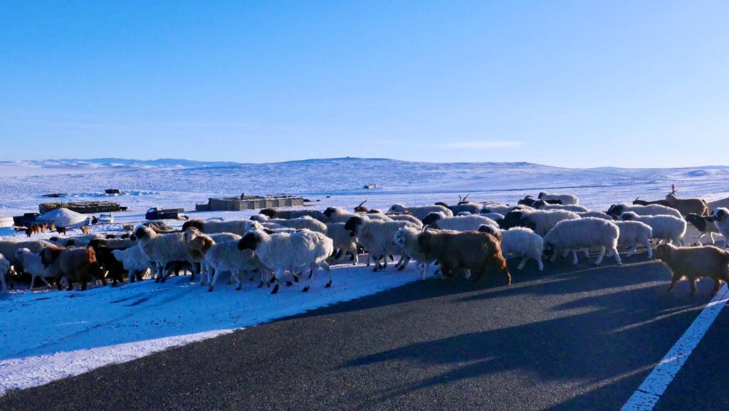 Sheep crossing road