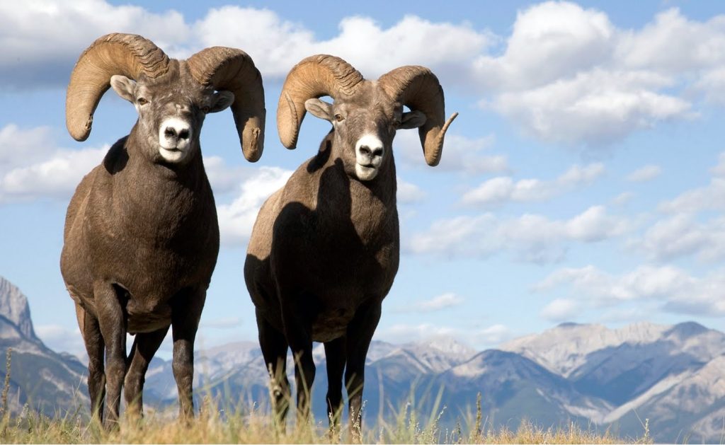 Mongolian Argali sheep