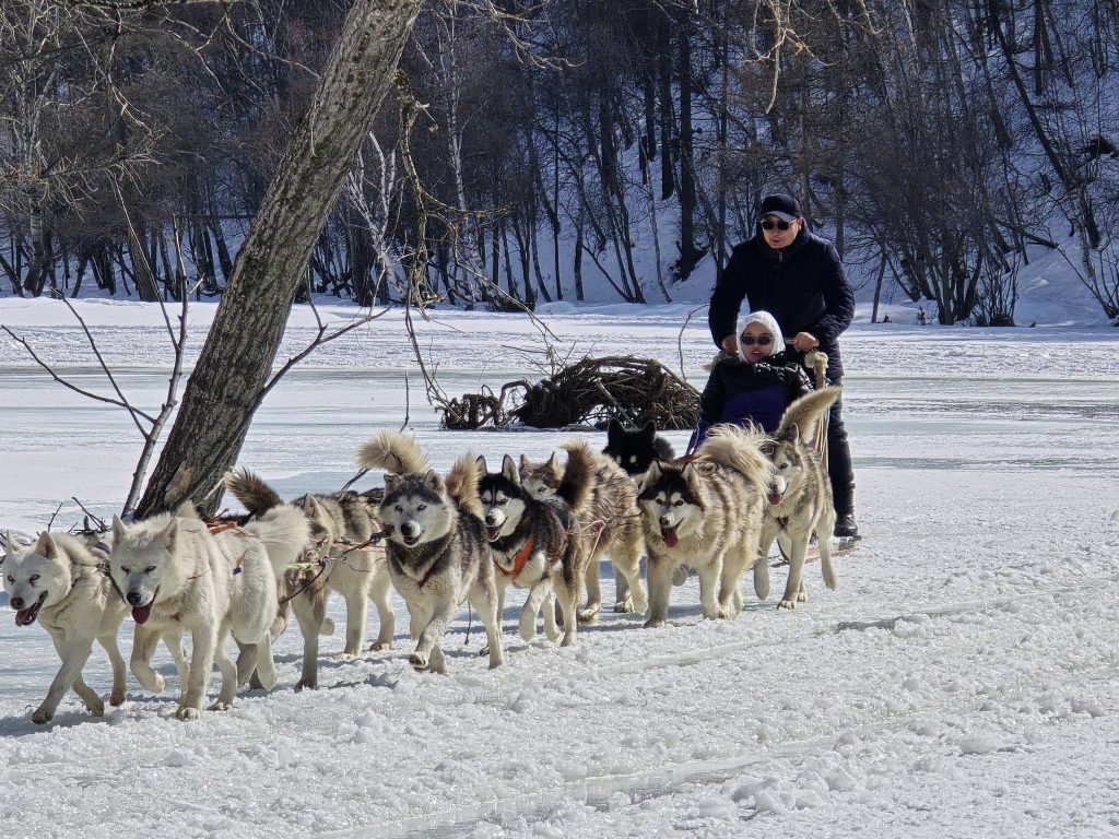 Mongolia dog sledding