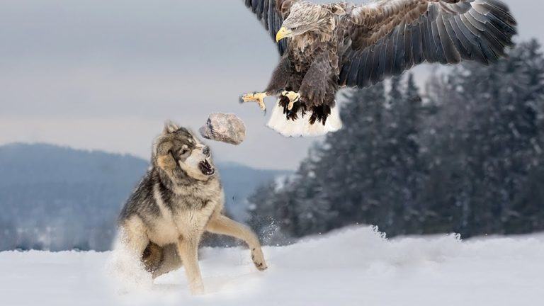 Hunting for the wolves with Eagles