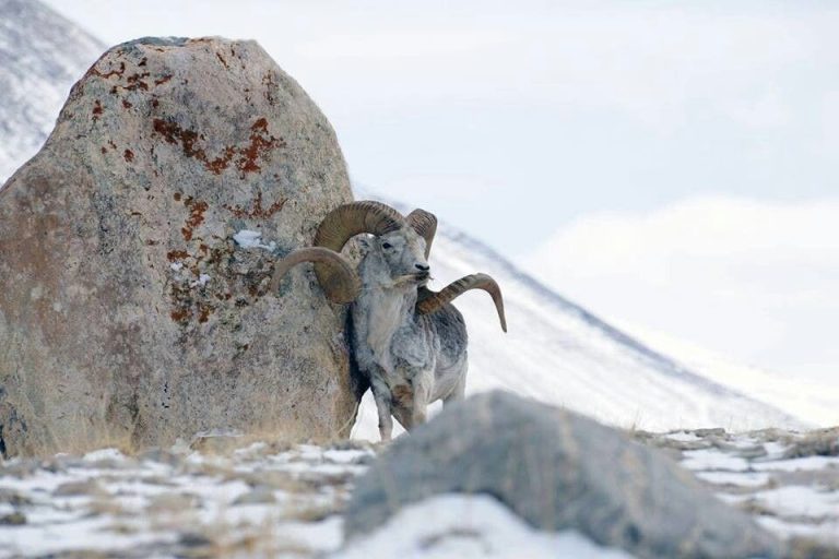 Mongolian Aragali sheep hunting
