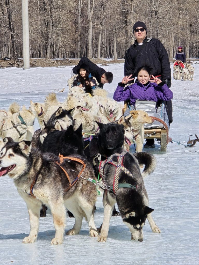 Mongolia dog sledding