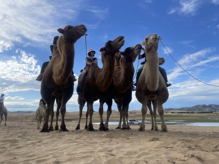 7 Days Gobi desert tours